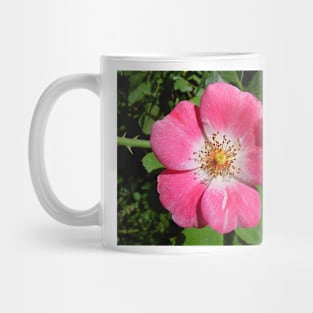 RV Garden Study 3 Mug